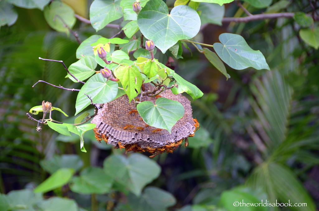 Guam Adventure River Cruise beehive