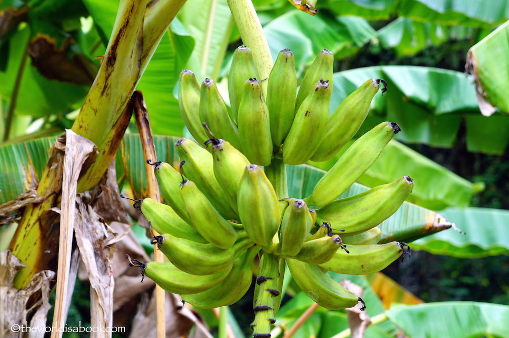 Guam Banana