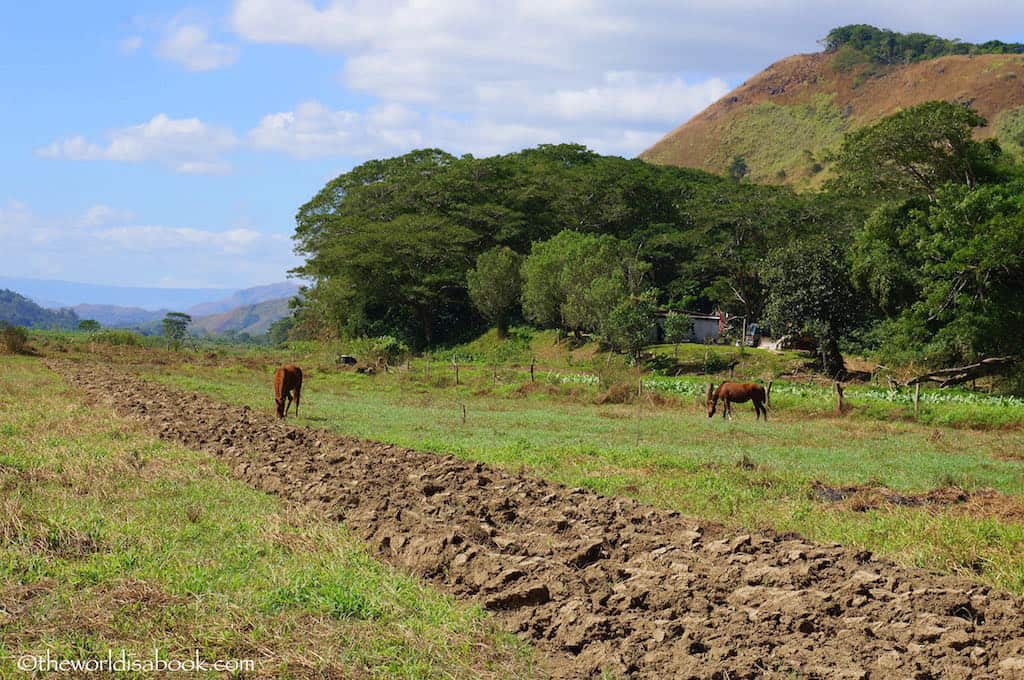 Fiji Sigatoka River Village horses