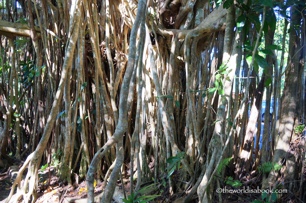 Kuranda Fig trees