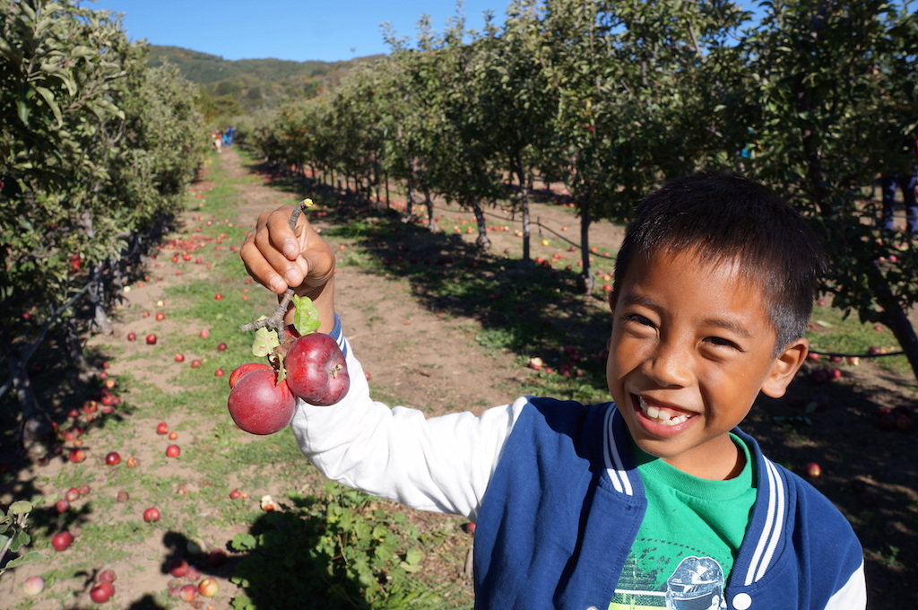 Julian apple picking