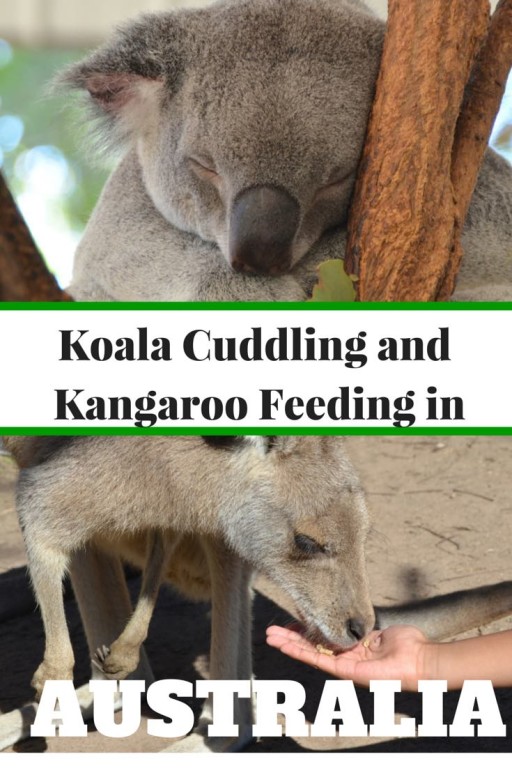 Lone Pine Koala Sanctuary