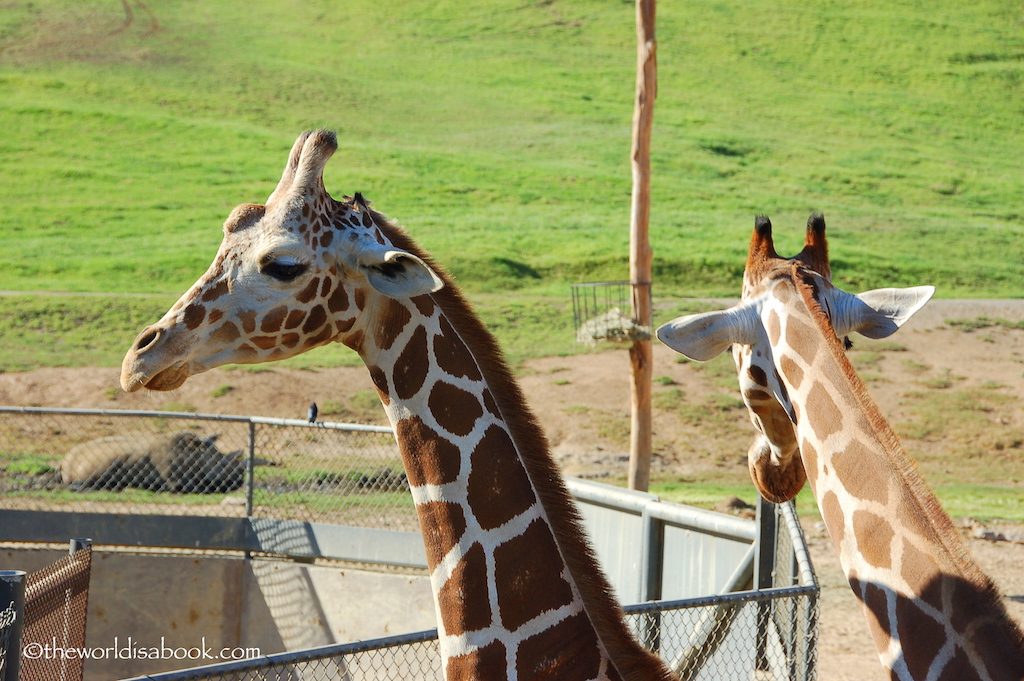 San Diego Zoo Safari Park giraffe