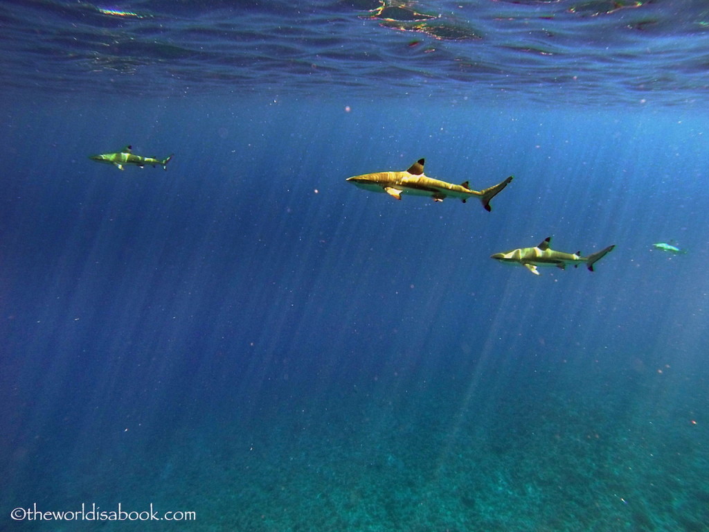 Bora Bora sharks