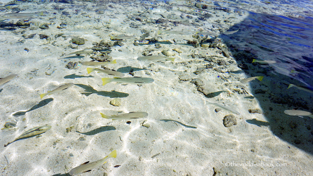 Bora Bora snorkeling fish