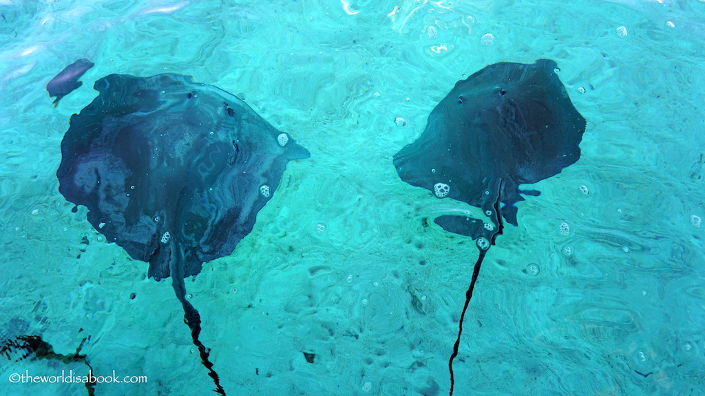 Bora Bora stingray excursion