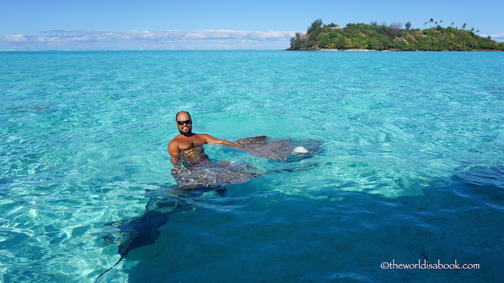 Bora Bora stingray