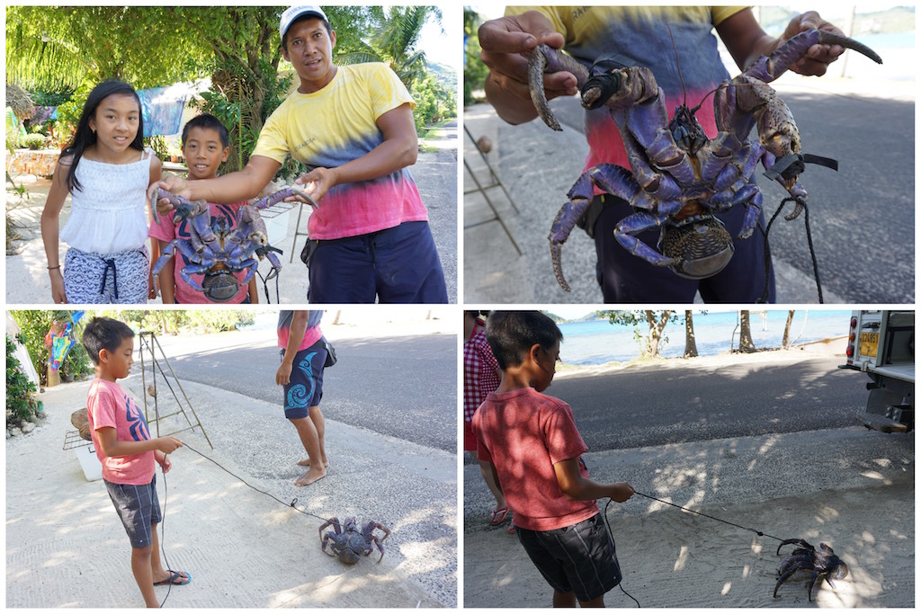 Bora Bora coconut crab