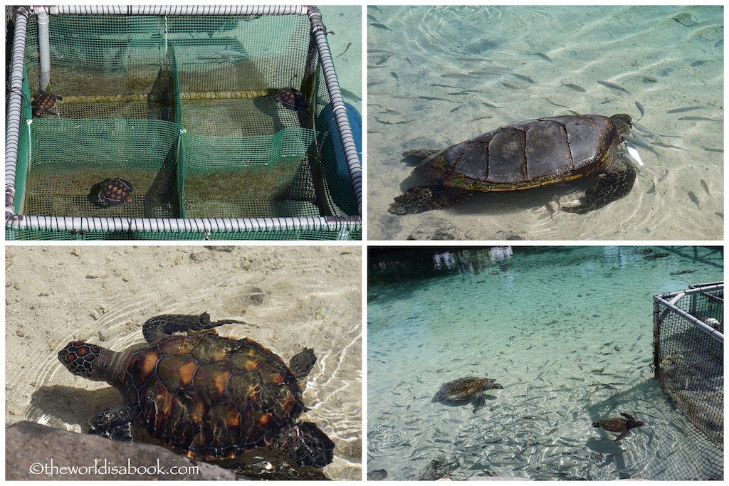 Moorea Turtle Rehab Clinic