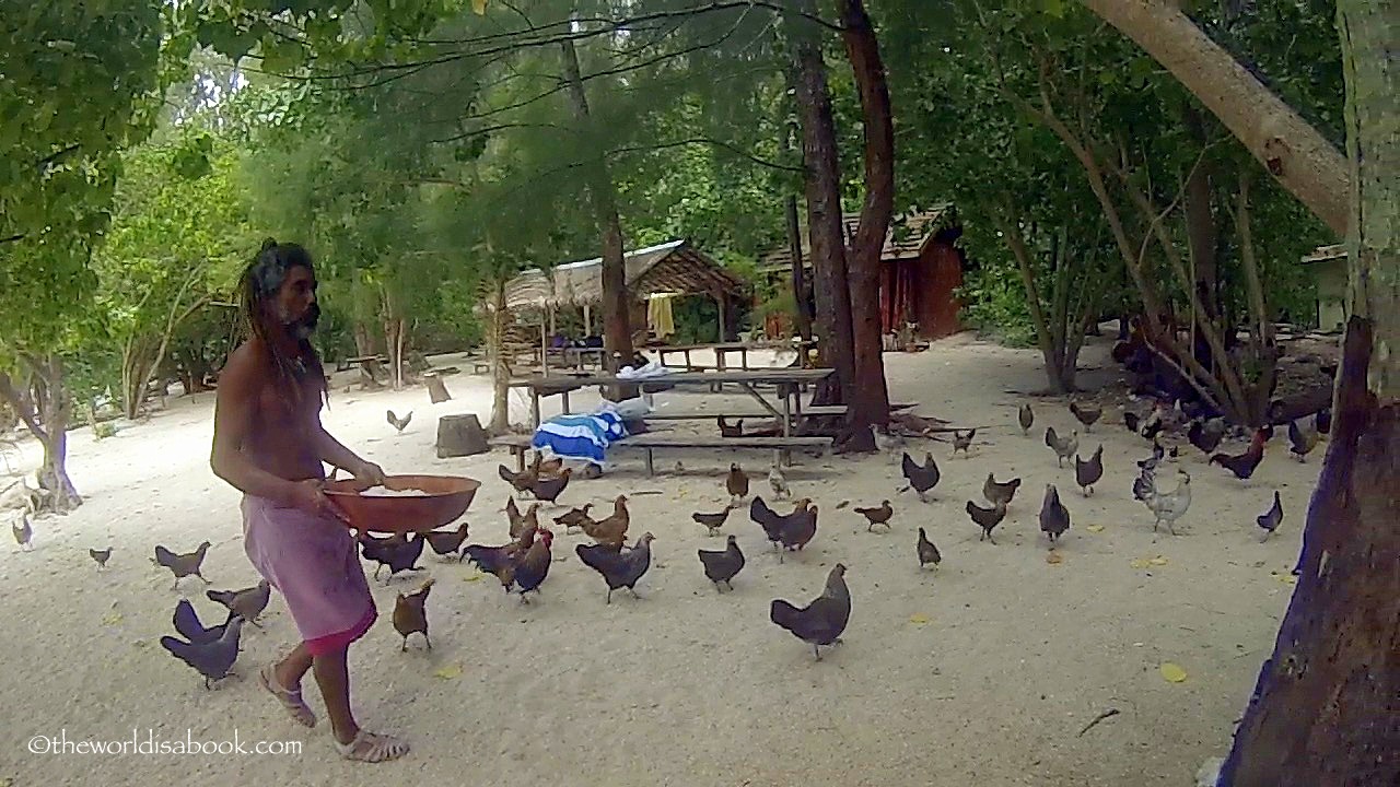 Chickens in Moorea motu