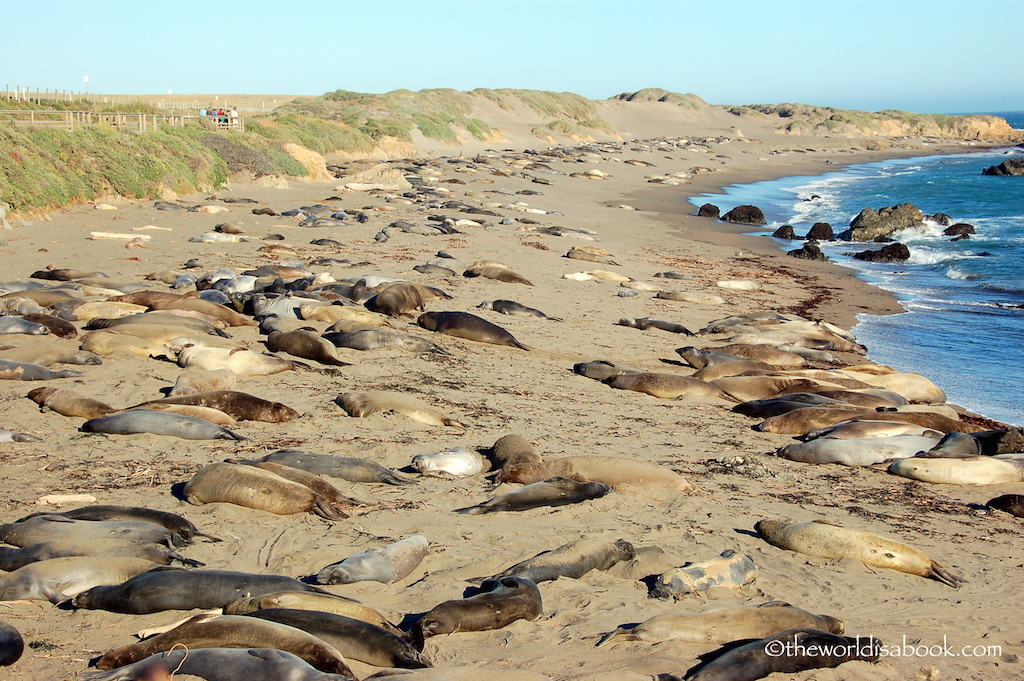 Elephant Seal colony San Simeon