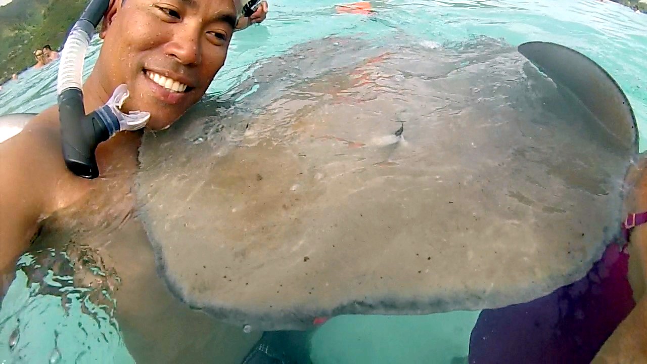 Moorea Snorkeling with stingray