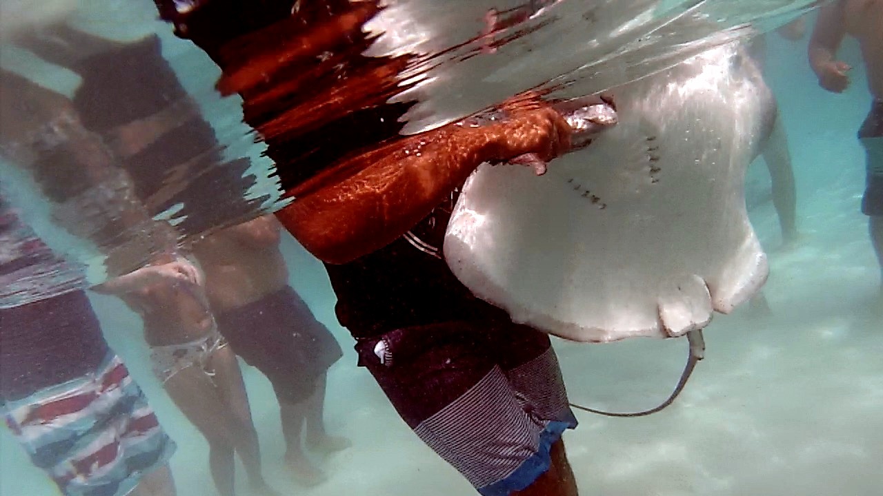 Moorea Stingray feeding