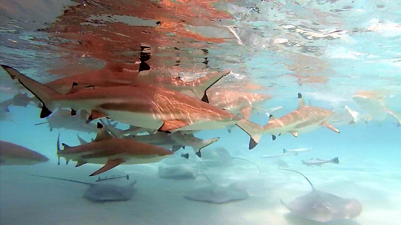 Moorea Swimming with Sharks