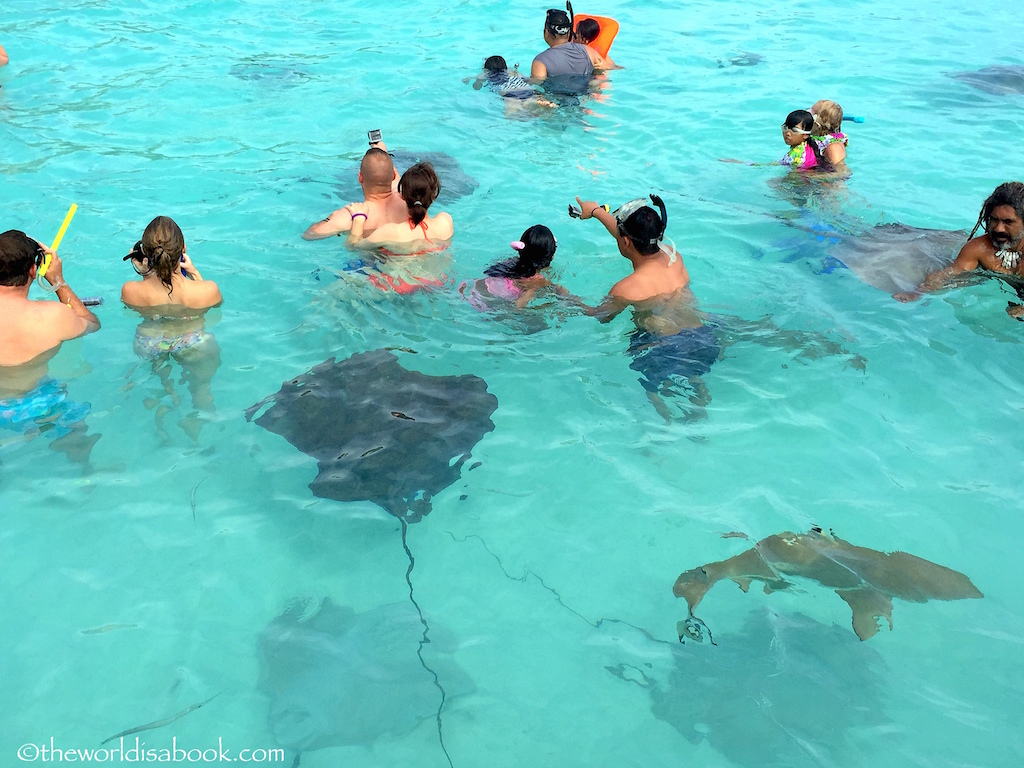 Moorea snorkeling with stingrays