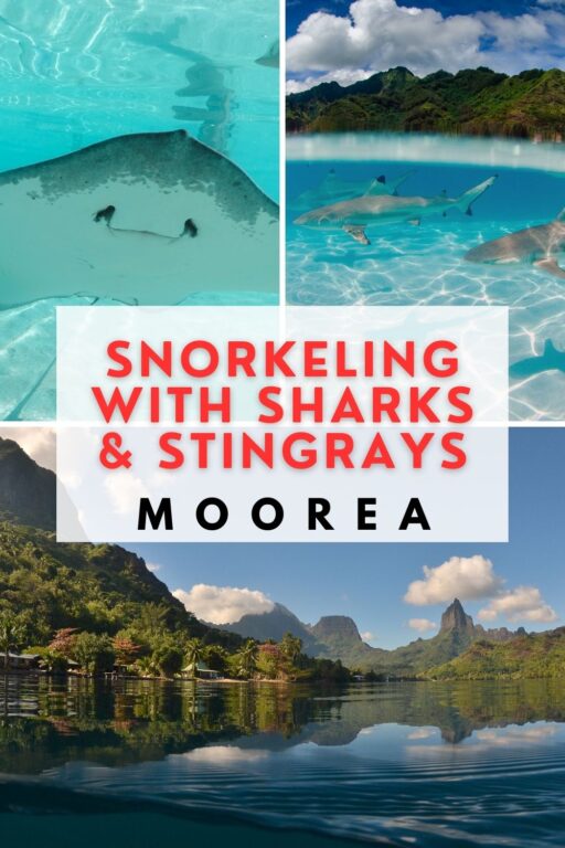 Snorkeling in Moorea with sharks and stingrays