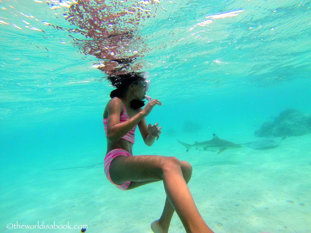 Moorea swimming with sharks