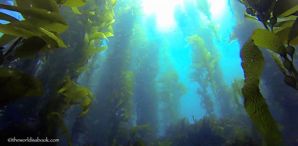 kelp channel islands