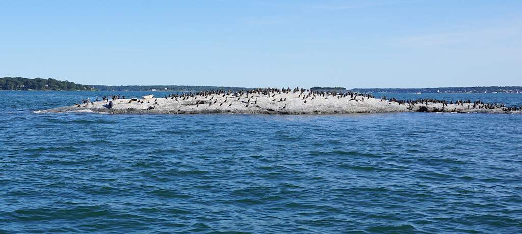 Maine Cormorant rocks