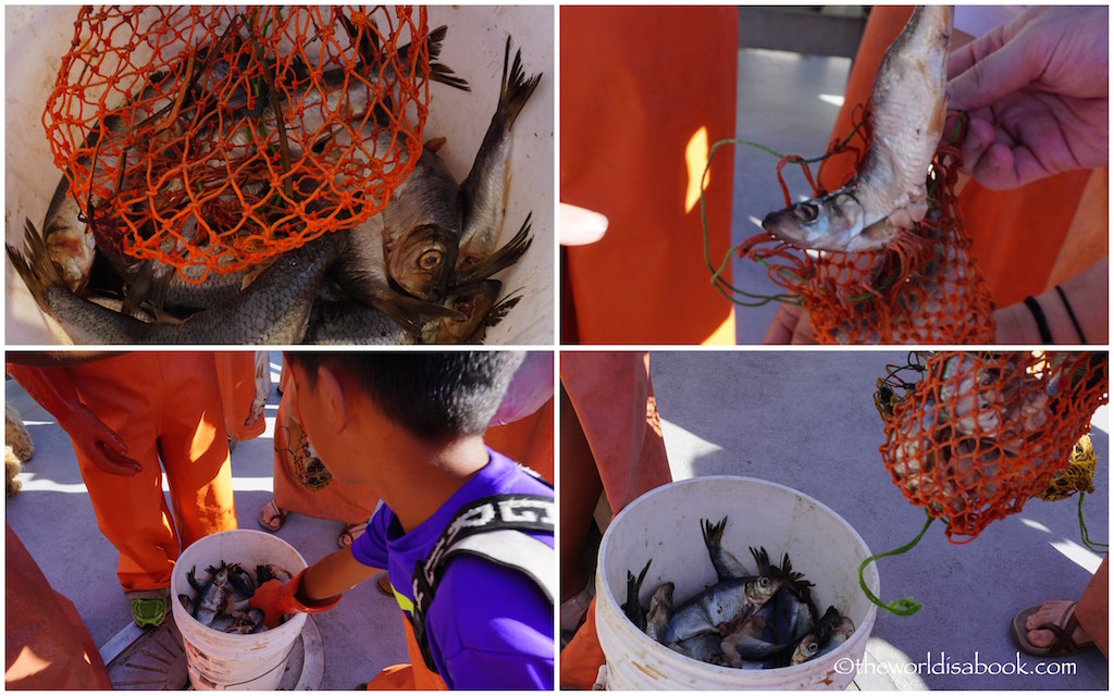 Maine Lobster excursion herring bait