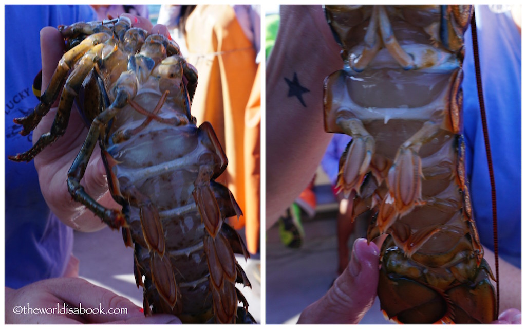 Maine Lobster sex identification