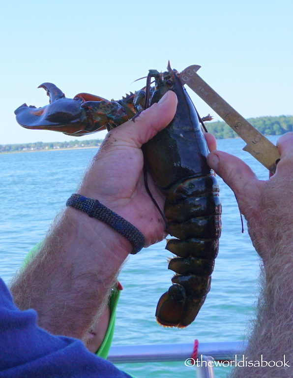 Measuring a lobster Maine