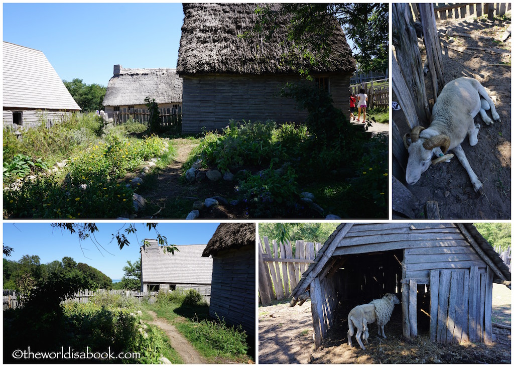 Plimoth Plantation livestock