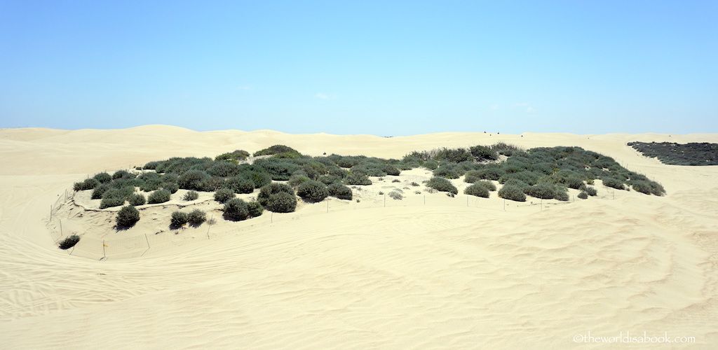 Oceano Sand Dune vegetation
