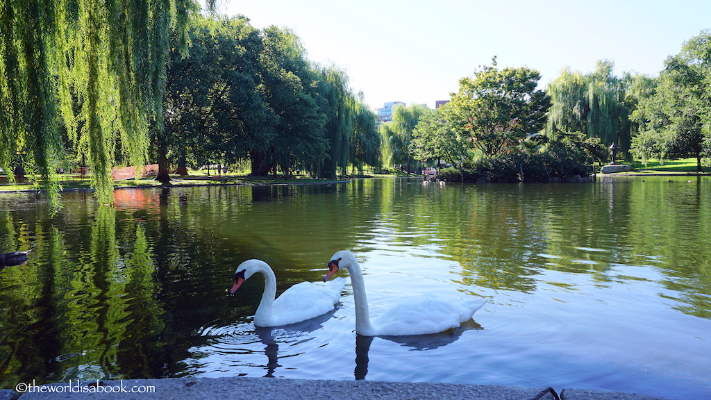 Boston Public Garden swan
