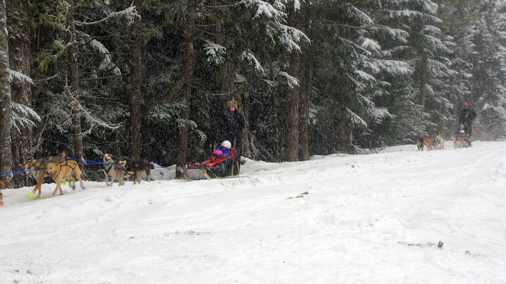 Whistler dog sledding