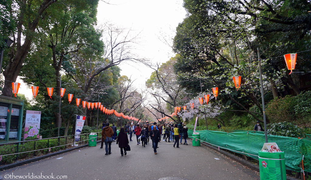 Cherry Blossom Ueno Park