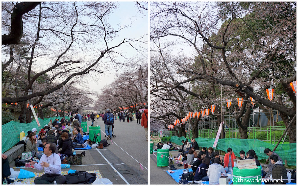 Cherry Blossoms Hanami Ueno Park
