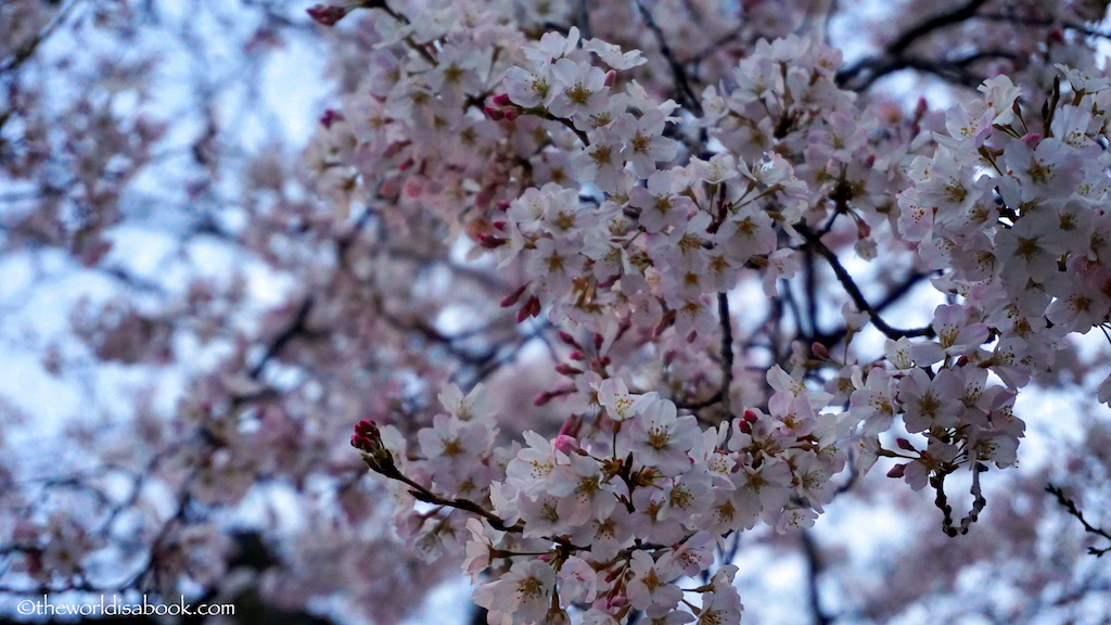 Cherry blossom Ueno Park tokyo