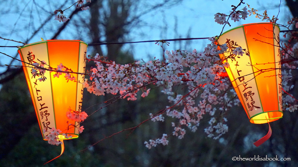 Night lanterns cherry blossom ueno park