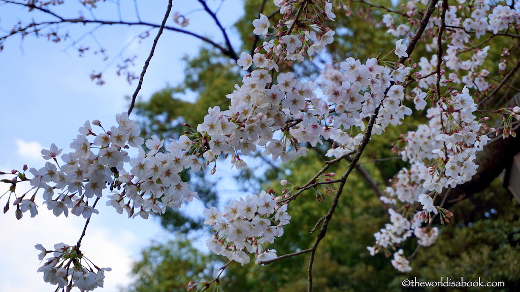 Sakura cherry blossom Tokyo