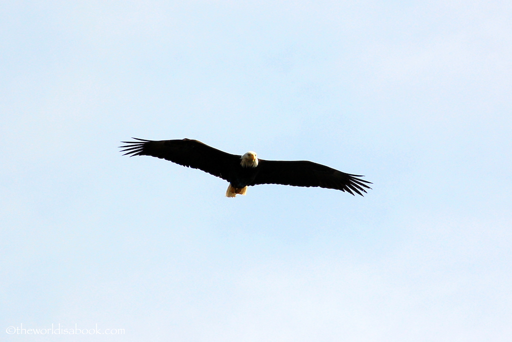 Sitka bald eagle