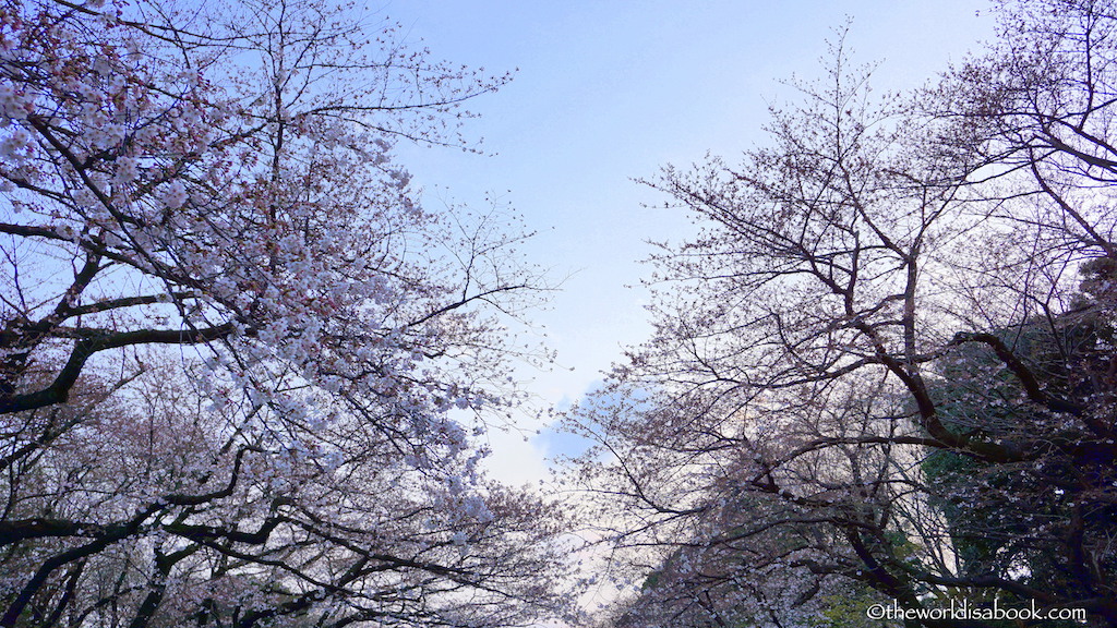 Ueno Park cherry blossom Sakura