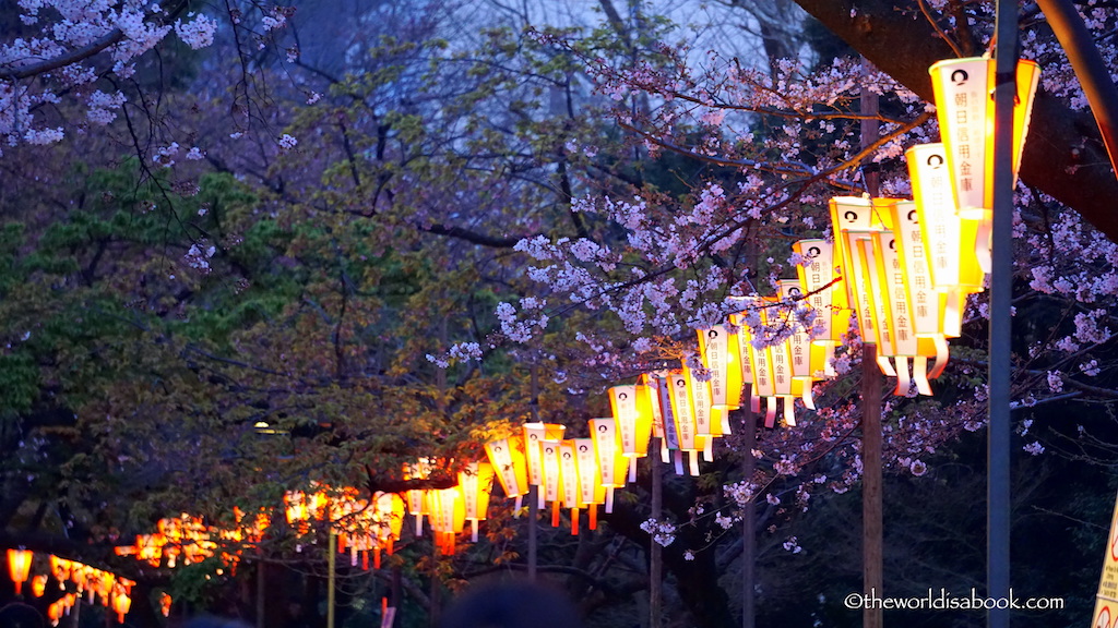 Ueno Park cherry blossom night lanterns