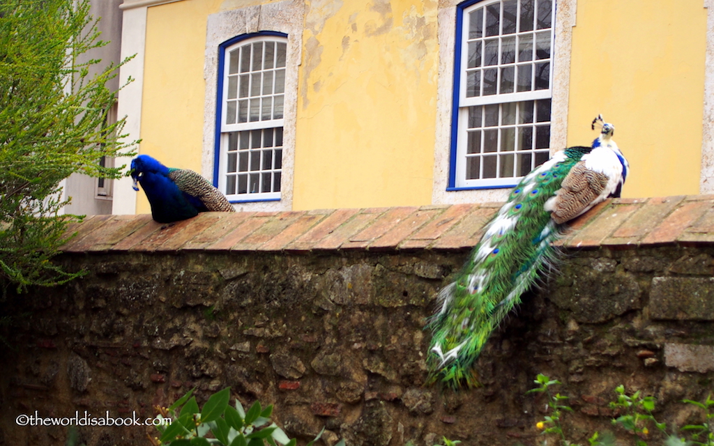 Castelo de Sao Jorge peacocks