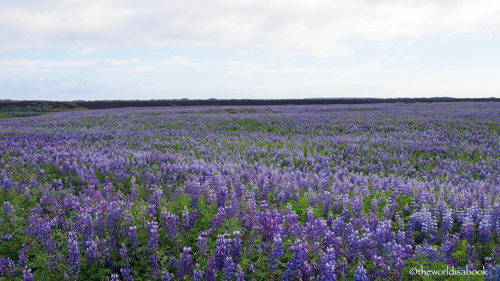 Alaska lupine Iceland