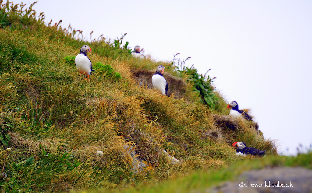 Dyrholaey puffins Iceland