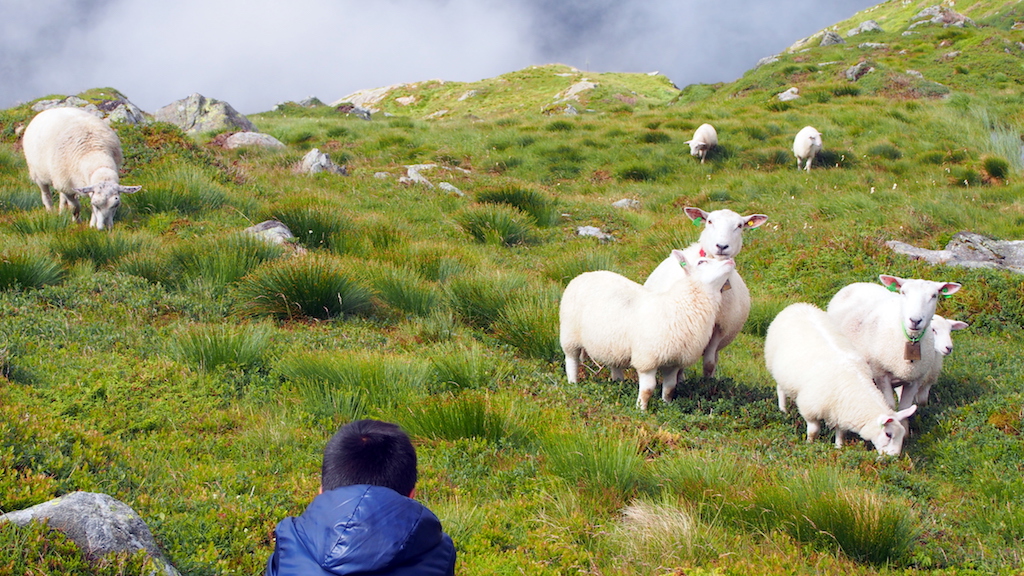 Mount Ulriken sheep