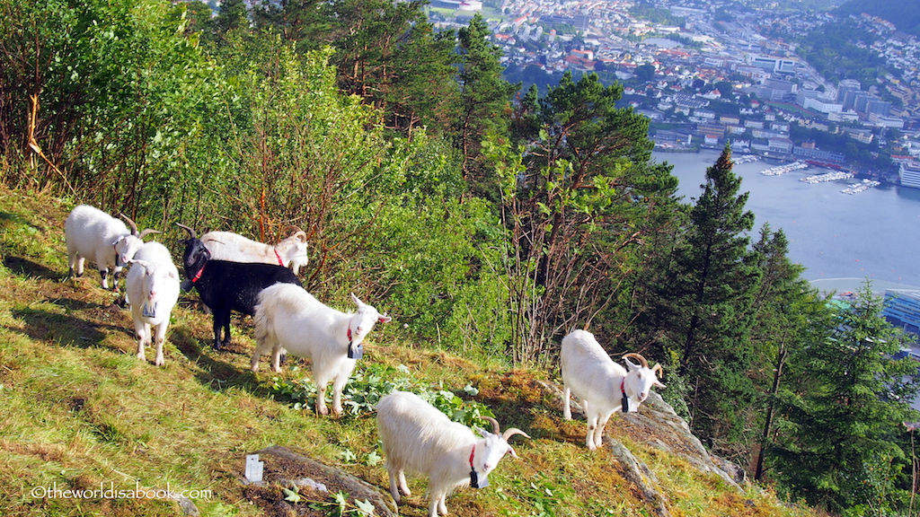Mount Floyen goats