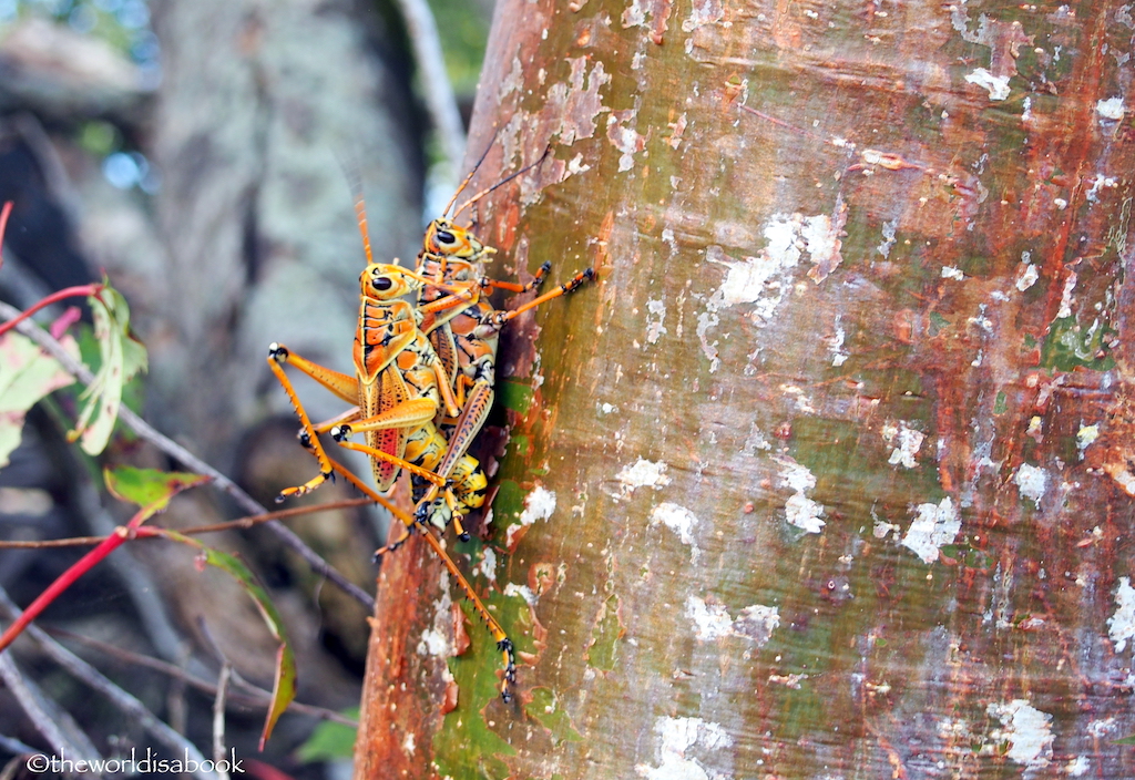 Everglades lubber grasshopper