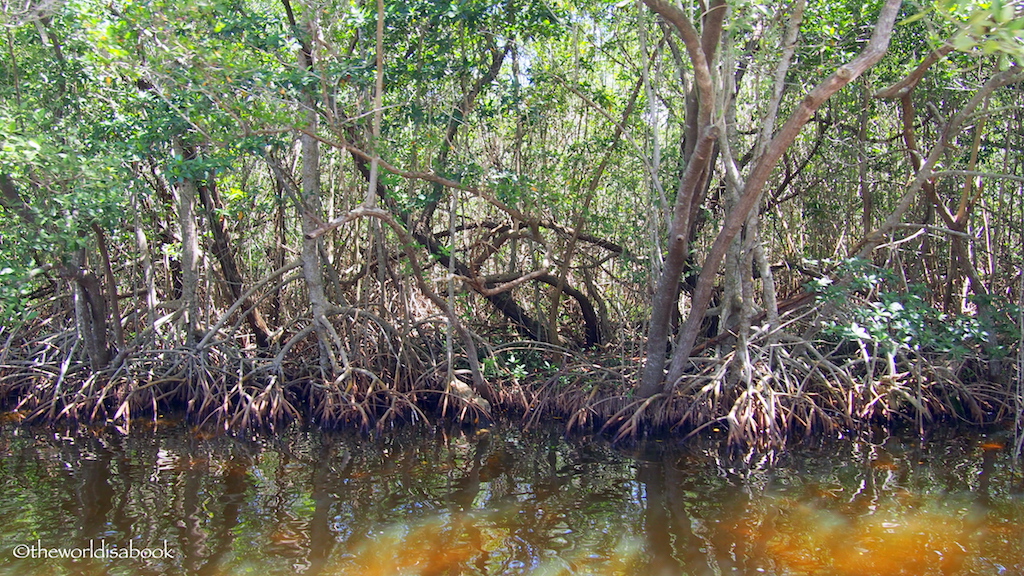 Everglades National Park mangroves