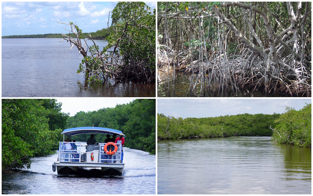 Everglades National Park Flamingo boat tour