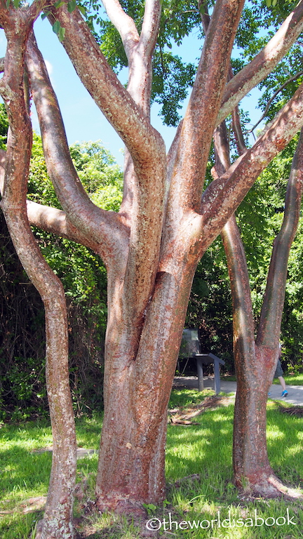 Everglades Gumbo limbo tree