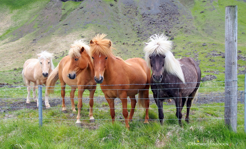 Icelandic horses