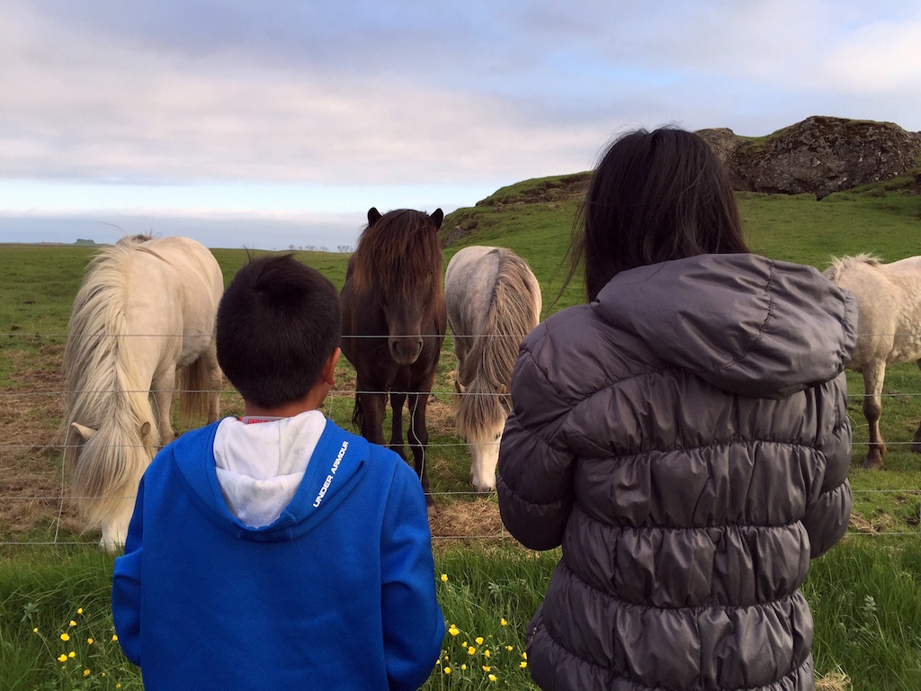 Icelandic horses