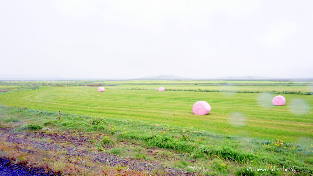 South Iceland pink hay roll